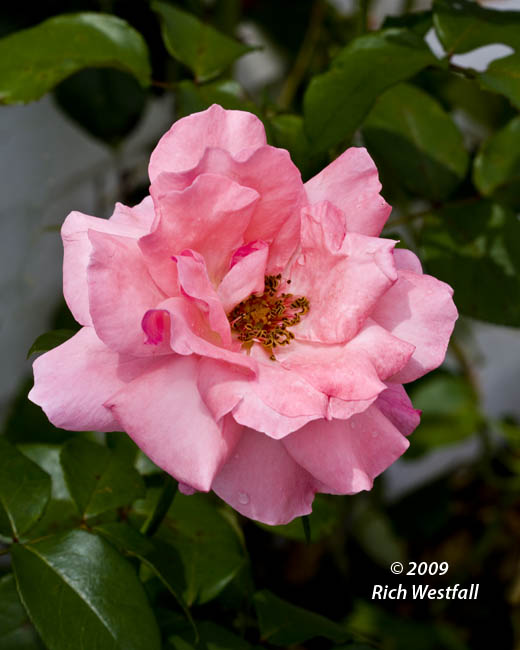 August 2, 2009  -  A rose for a new beginning