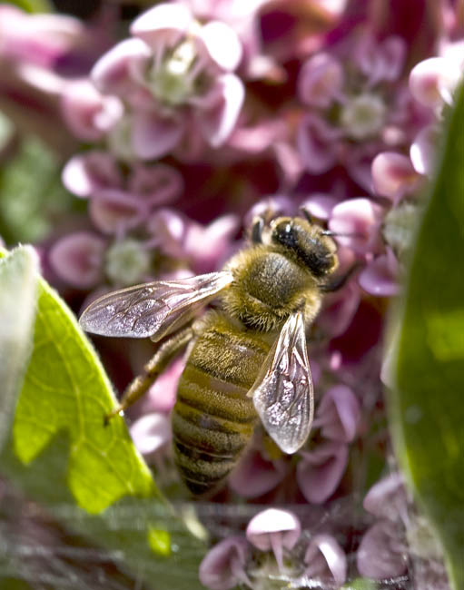 August 23, 2009  -  Busy Honey Bee