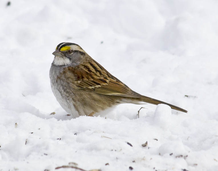 January 10, 2010  -  White-Throated Sparrow