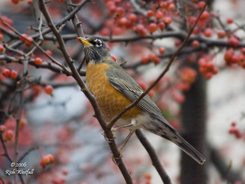 November 13, 2006  -  Berry-eating Robin