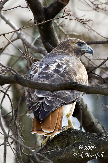 November 30, 2006  -  Red Tailed Hawk