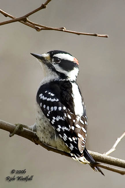 December 28, 2006  -  Downy Woodpecker