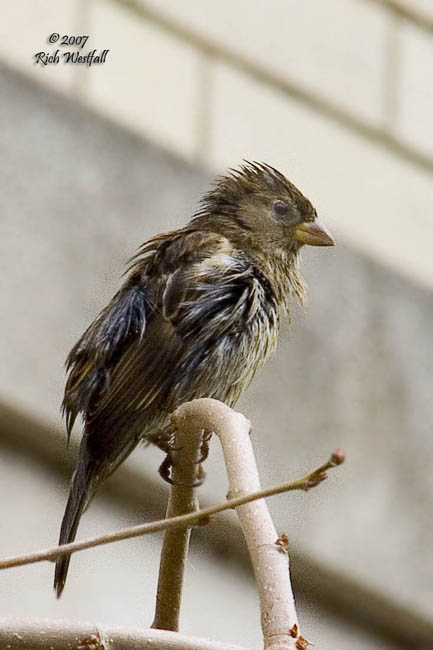 January 7, 2007  -  Wet Sparrow