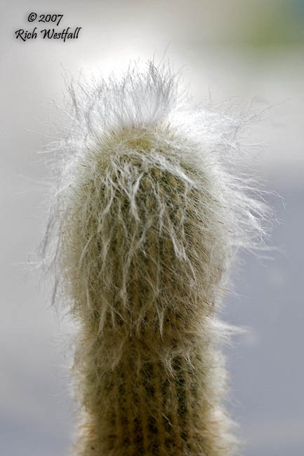 January 18, 2007  -  Cactus with a bad hair day