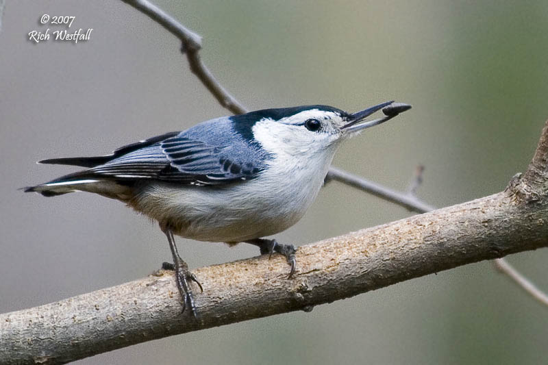 January 19, 2007  -  White-Breasted Nuthatch