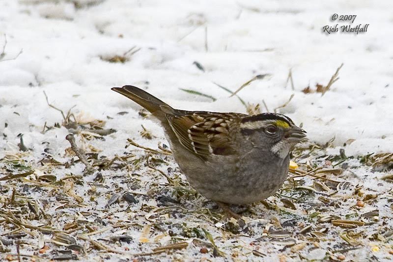 February 18, 2007  -  White-Throated Sparrow