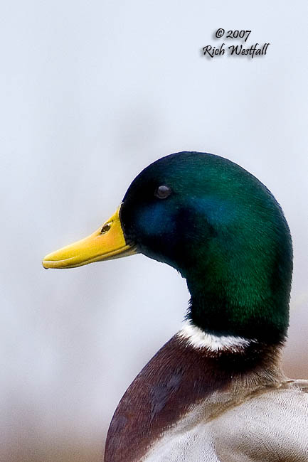 February 23, 2007  -  Mallard Portrait