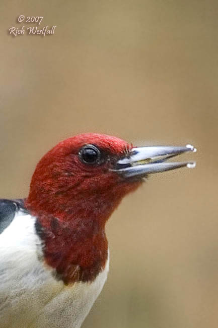 March 14, 2007  -  Redheaded Woodpecker Portrait