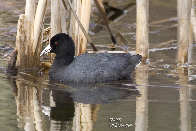 March 15, 2007  -  American Coot