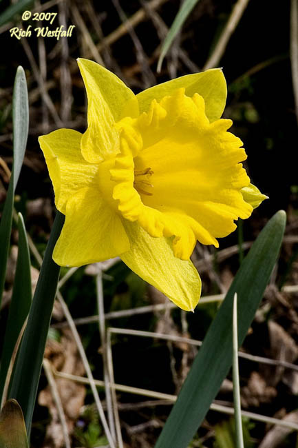 March 21, 2007  -  Daffodil