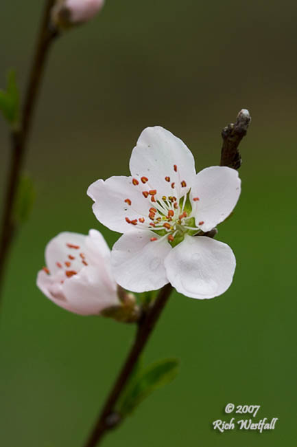 March 31, 2007  -  Pear tree blossum