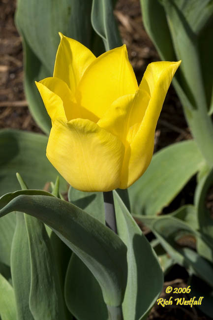 April 2, 2007  -  New Yellow Tulip