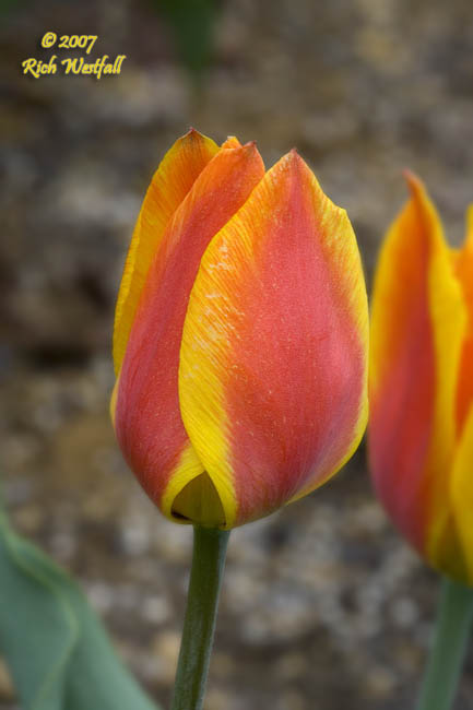 April 8, 2007  -  Tough tulips