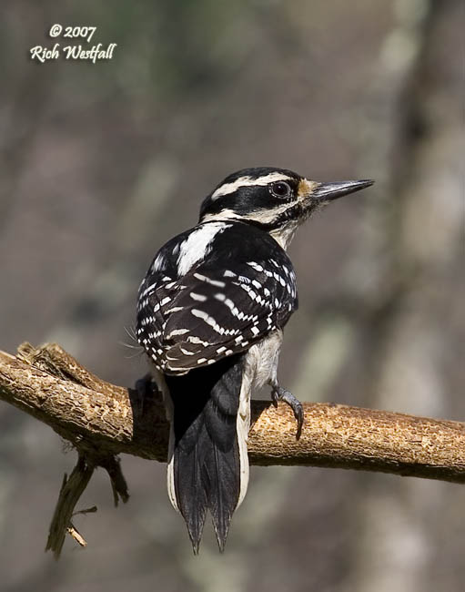 April 23, 2007  -  Hairy Woodpecker pose