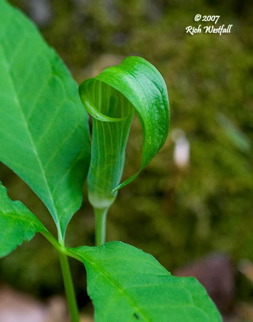 May 5, 2007  -  Jack in the Pulpit