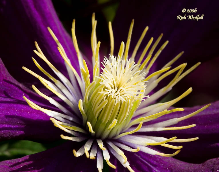 May 7, 2007  -  Clematis Center