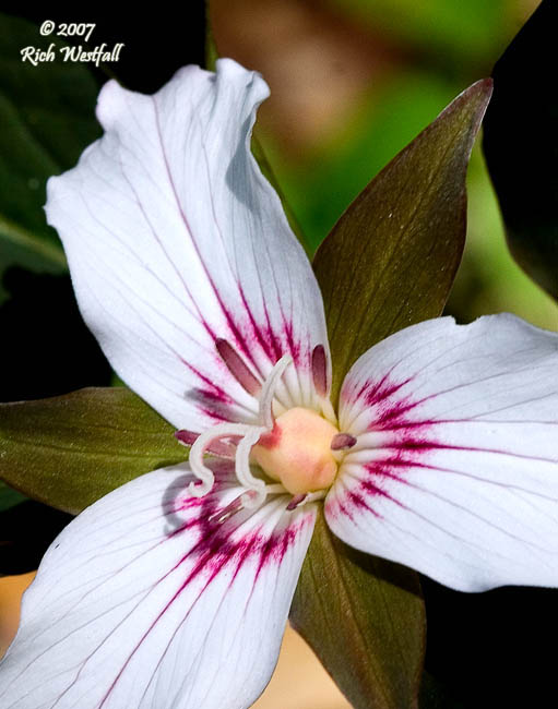 May 12, 2007  -  Painted Trillium, Up Close and Personal