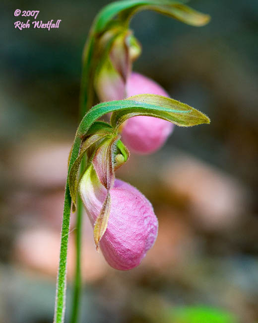 May 14, 2007  -  Pink Lady's Slipper