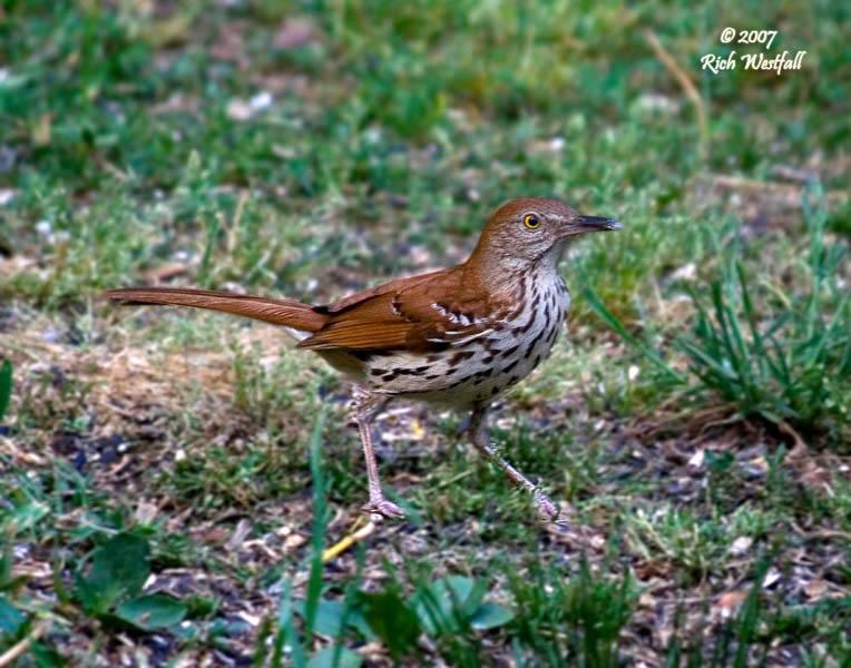 Brown Thrasher