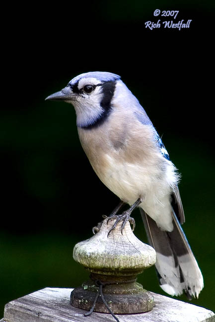 June 7, 2007  -  Blue Jay on the Lookout