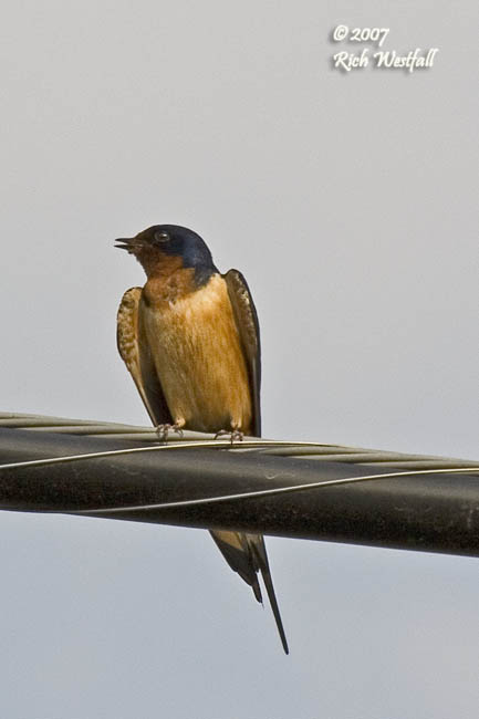 June 18, 2007  -  Barn Swallow