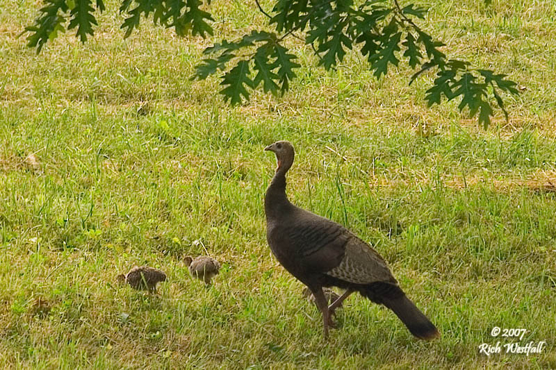 June 19, 2007  -  Momma and her babies