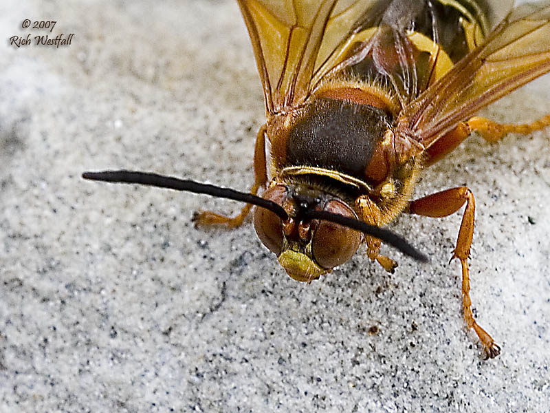 July 9, 2007  -  Cicada Killer Wasp