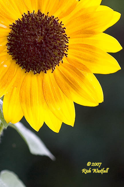 Peeking sunflower