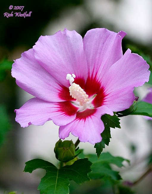 August 6, 2007  -  Rose of Sharon