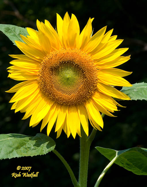 August 8, 2007  -  Sunflower