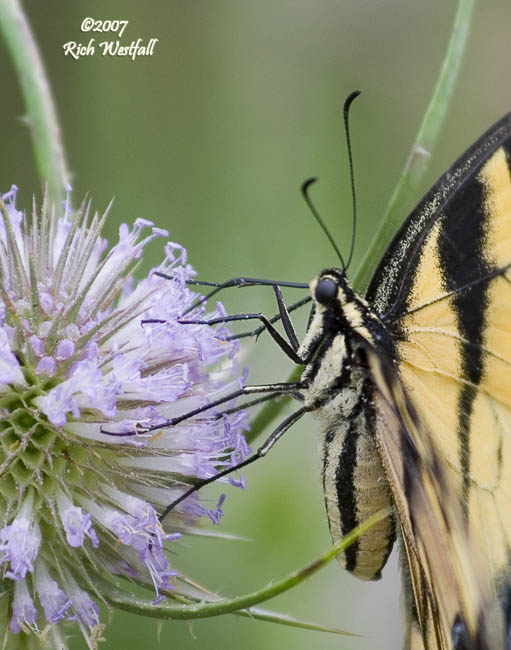 Swallowtail - up close and personal