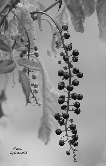 August 20, 2007  -  Hill Grapes in Black and White