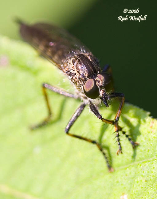 August 23, 2007  -  Robber Fly