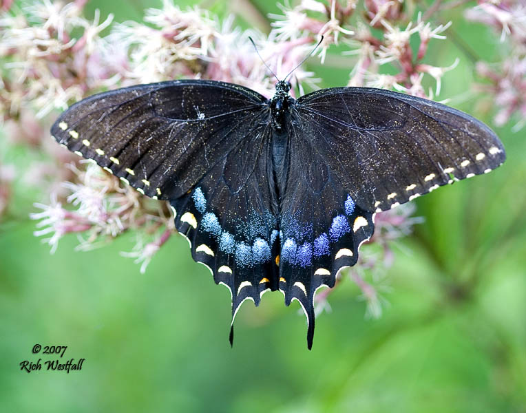 August 30, 2007  -  Black Butterfly