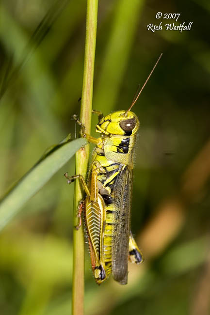 September 22, 2007  -  Grasshopper