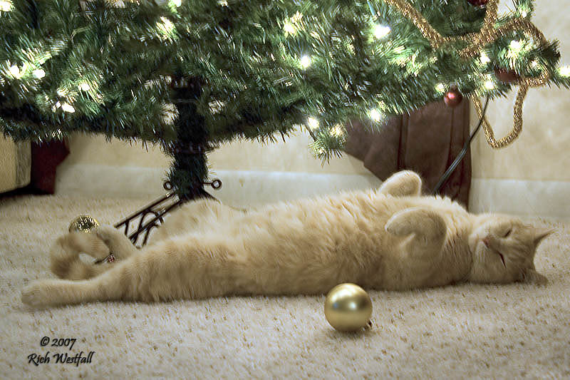 December 10, 2007  -  Decorating is Exhausting