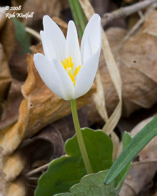 April 1, 2008  -  Bloodroot coming out