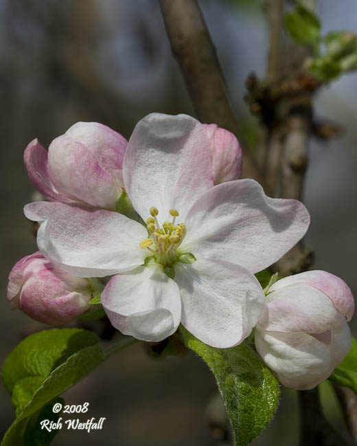 April 19, 2008  -  Apple Blossom