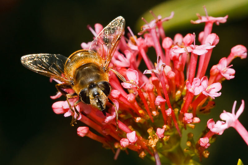 Bee Face