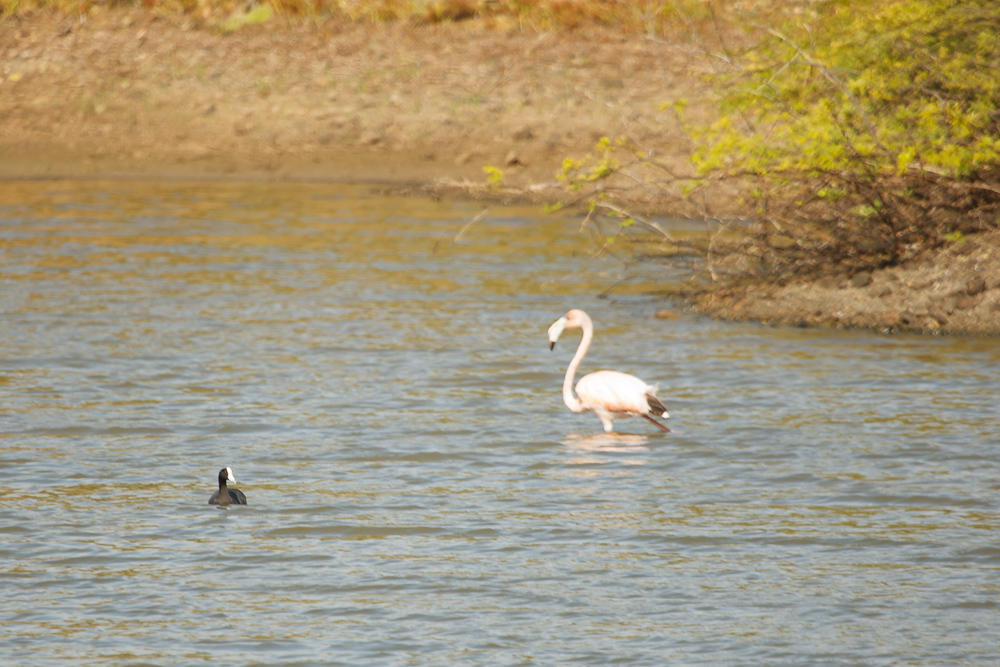 Bonaire 2012-11