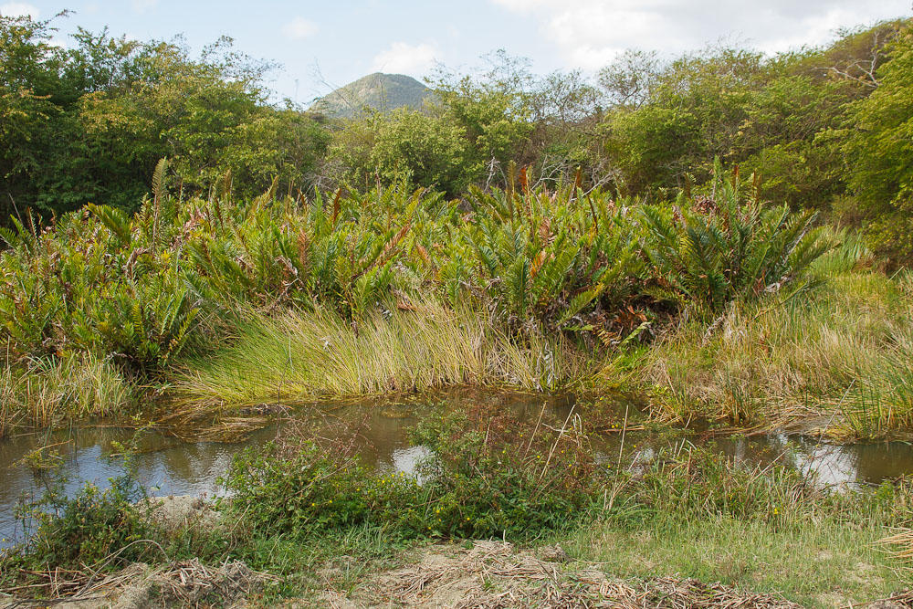 Antigua 2012-14