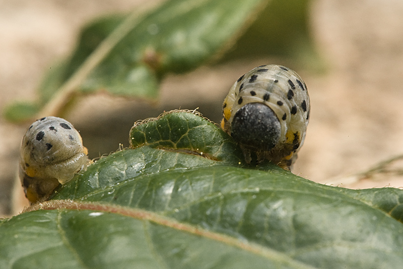 Caterpillar 2