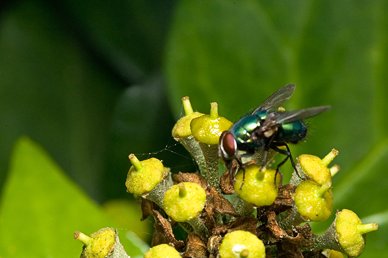Fly 2