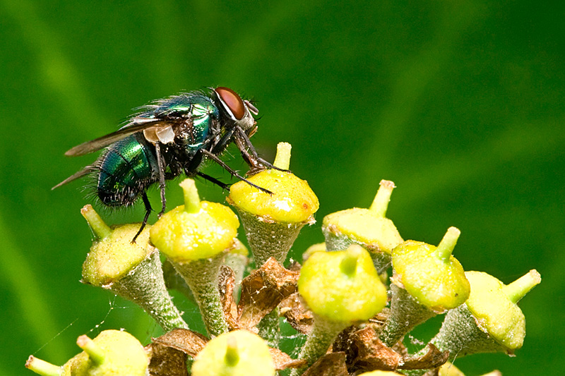 Fly 3