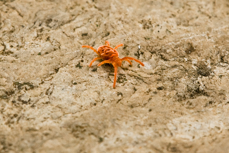 Little Critter 2