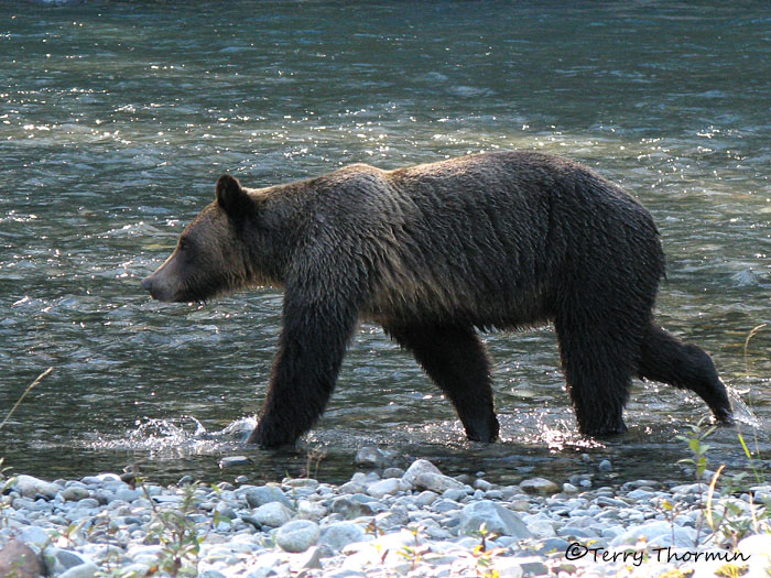 Grizzly Bear 2a.jpg