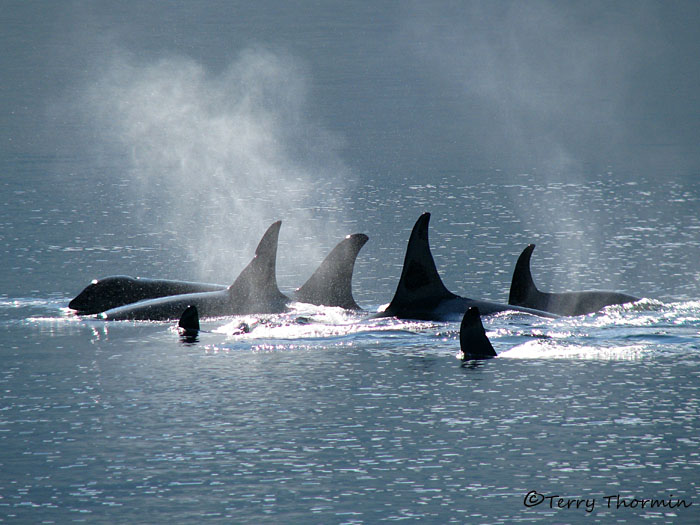 Orcas 5a.jpg