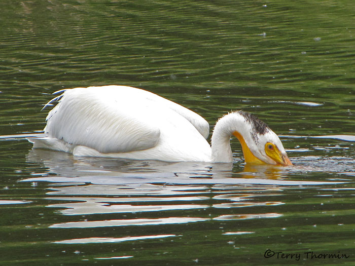 American White Pelican 7a.jpg