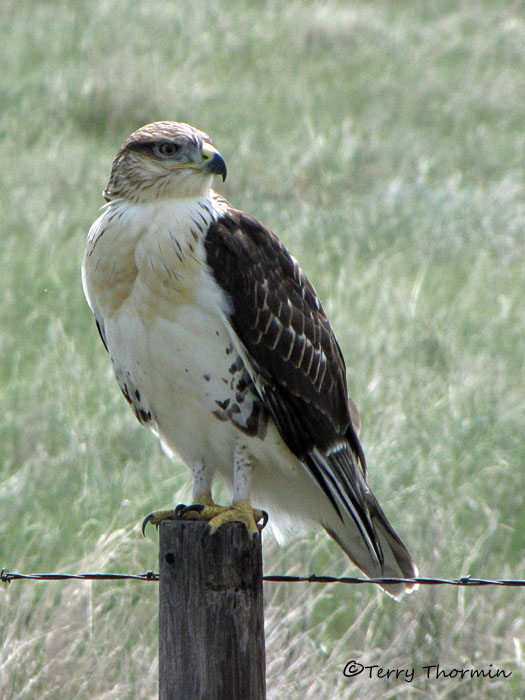 Ferruginous Hawk juvenile 1a.jpg