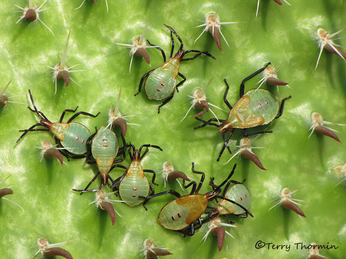 Chelinidea vittiger - Cactus Bug nymphs 4.JPG